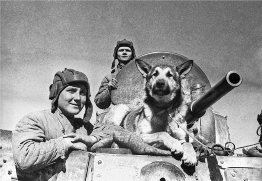 Животные в Великой Отечественной войне ф.37