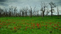 Корзина лазоревых подснежников